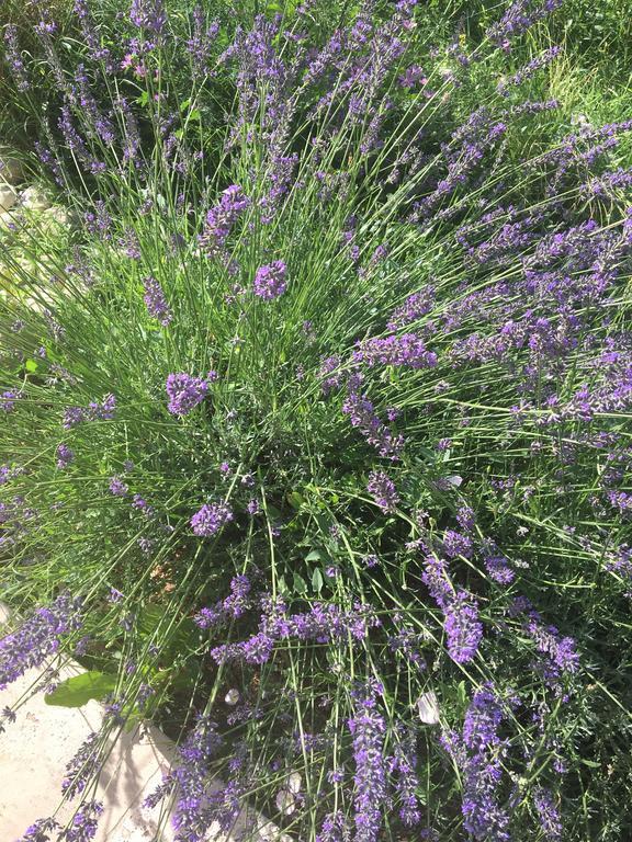 فيلا Mas En Luberon جورد المظهر الخارجي الصورة